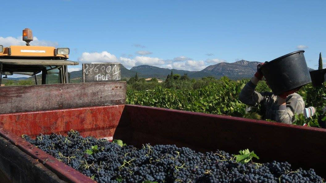 Les vendanges 2020